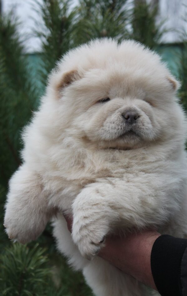 Drago Chow-Chow Drago Chow-Chow
