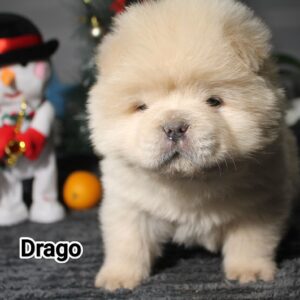 Drago Chow-Chow