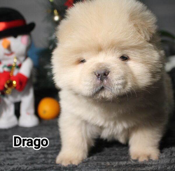Drago Chow-Chow
