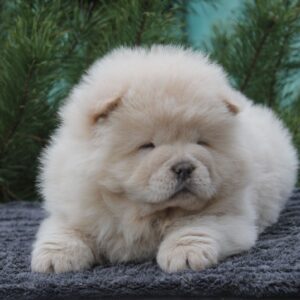 Drago Chow-Chow