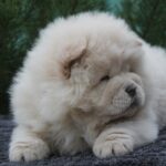 Drago-male-chow-chow-puppy-for-sale-1 (4)