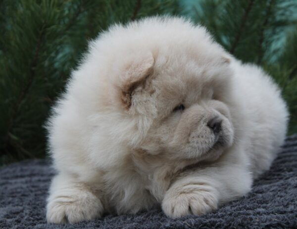 Drago Chow-Chow Drago Chow-Chow