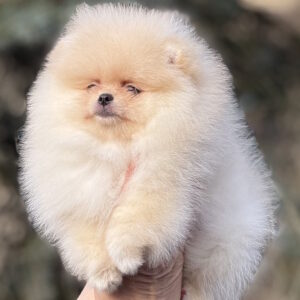 Dulcinea Pomeranian