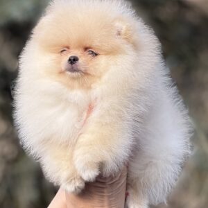 Dulcinea Pomeranian