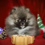 Eclipse-male-Pomeranian puppy-for-sale-1