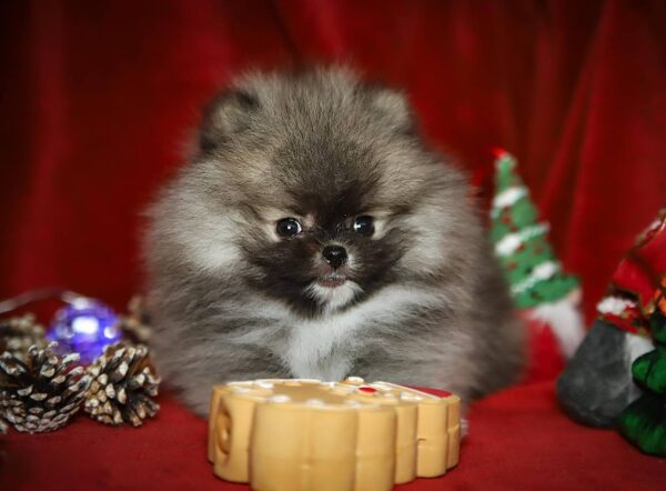 Eclipse Pomeranian Eclipse Pomeranian