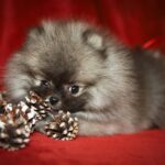 Eclipse-male-Pomeranian puppy-for-sale-2