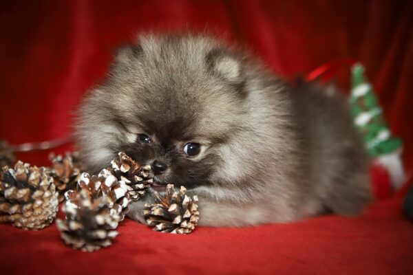 Eclipse Pomeranian Eclipse Pomeranian