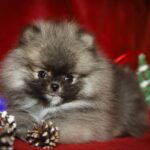 Eclipse-male-Pomeranian puppy-for-sale-3