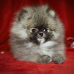 Eclipse-male-Pomeranian puppy-for-sale-4