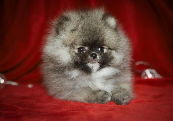 Eclipse Pomeranian Eclipse Pomeranian