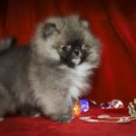Eclipse-male-Pomeranian puppy-for-sale-5