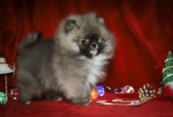 Eclipse Pomeranian Eclipse Pomeranian