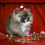 Eclipse-male-Pomeranian puppy-for-sale-6