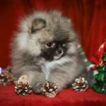 Eclipse-male-Pomeranian puppy-for-sale-7