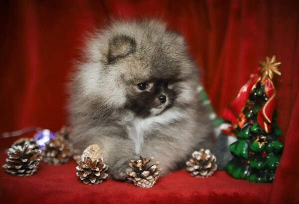 Eclipse Pomeranian Eclipse Pomeranian