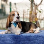 Eddy-male-Beagle-puppy-for-sale-1