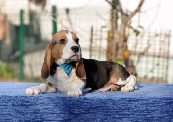 Eddy Beagle Eddy Beagle