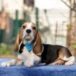 Eddy-male-Beagle-puppy-for-sale-2