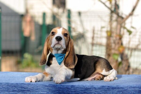 Eddy Beagle Eddy Beagle