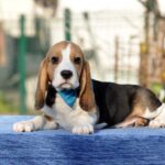 Eddy-male-Beagle-puppy-for-sale-3