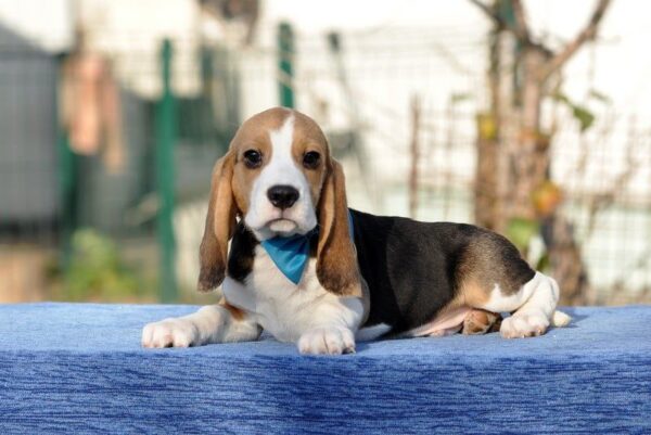 Eddy Beagle Eddy Beagle