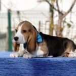 Eddy-male-Beagle-puppy-for-sale-4