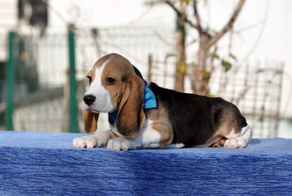 Eddy Beagle Eddy Beagle