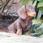Effie-female-miniature-dachshund-puppy-for-sale-1 (1)