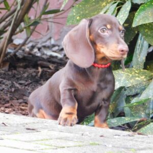 Effie Miniature Dachshund Effie Miniature Dachshund