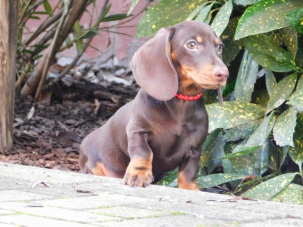 Effie Miniature Dachshund Effie Miniature Dachshund