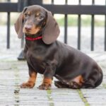 Effie-female-miniature-dachshund-puppy-for-sale-1 (2)