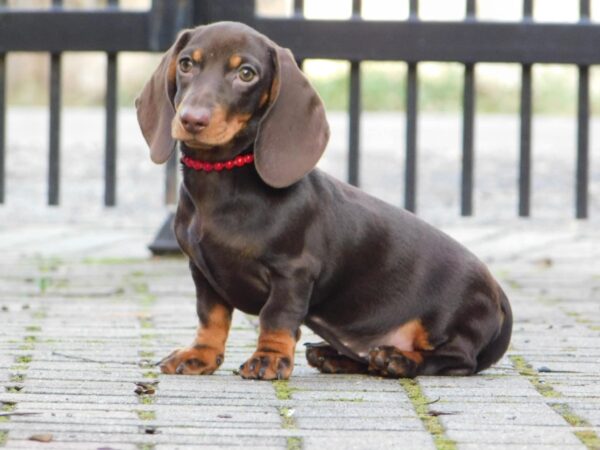 Effie Miniature Dachshund Effie Miniature Dachshund