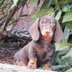 Effie-female-miniature-dachshund-puppy-for-sale-1 (3)