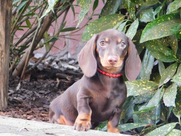 Effie Miniature Dachshund Effie Miniature Dachshund
