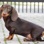 Effie-female-miniature-dachshund-puppy-for-sale-1 (4)