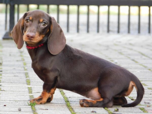 Effie Miniature Dachshund Effie Miniature Dachshund