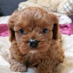 Eileen-female-cavapoo-puppy-for-sale-1 (2)