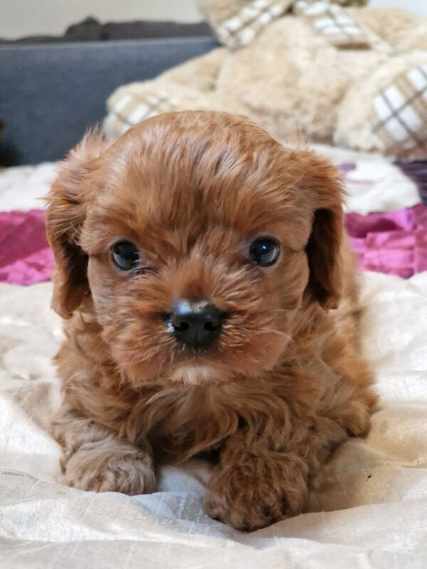 Eileen Cavapoo