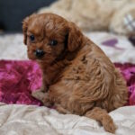 Emily Cavapoo