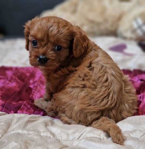 Eileen Cavapoo