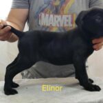 Elinor-female-cane-corso-puppy-for-sale-1 (1)