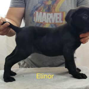 Elinor Cane Corso Elinor Cane Corso