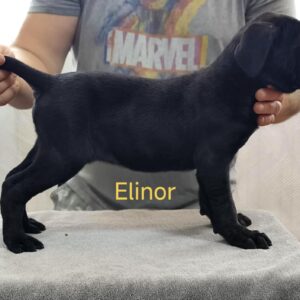 Elinor Cane Corso Elinor Cane Corso