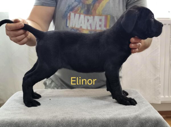 Elinor Cane Corso Elinor Cane Corso