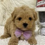 Elio-male-Maltipoo-puppy-for-sale-1