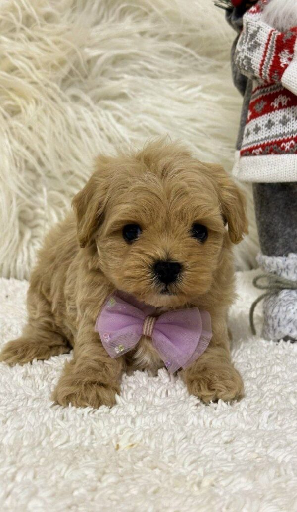 Elio Maltipoo Elio Maltipoo