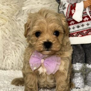 Elio Maltipoo Elio Maltipoo