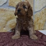 Ella-female-cavapoo-puppy-for-sale- (1)