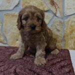 Ella-female-cavapoo-puppy-for-sale- (2)